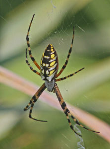 North Georgia Spiders
